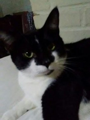 KingI79543470's profile picture. I love cat's 🐱 I like electronics and I enjoy. a quiet day with my pets.....