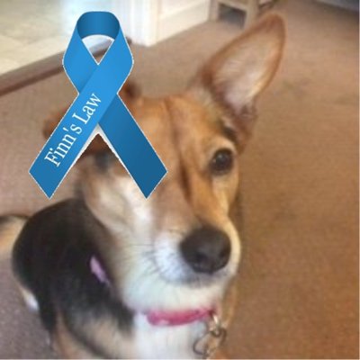 I am a Romanian Rescue with 1 eye & 3 legs my fur family are Monroe, Kieran, & lil blind Fred rescued from Bulgaria & Spanish Fiona, a chain dog with leishmania