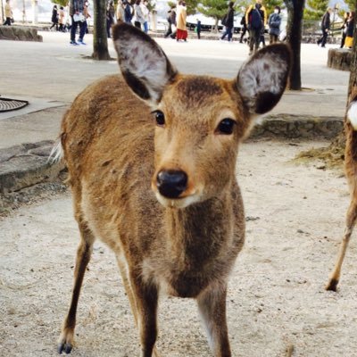 ひろしま。酒やくざらしい。。