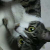 残念な男 (@kjmokmo) 's Twitter Profile