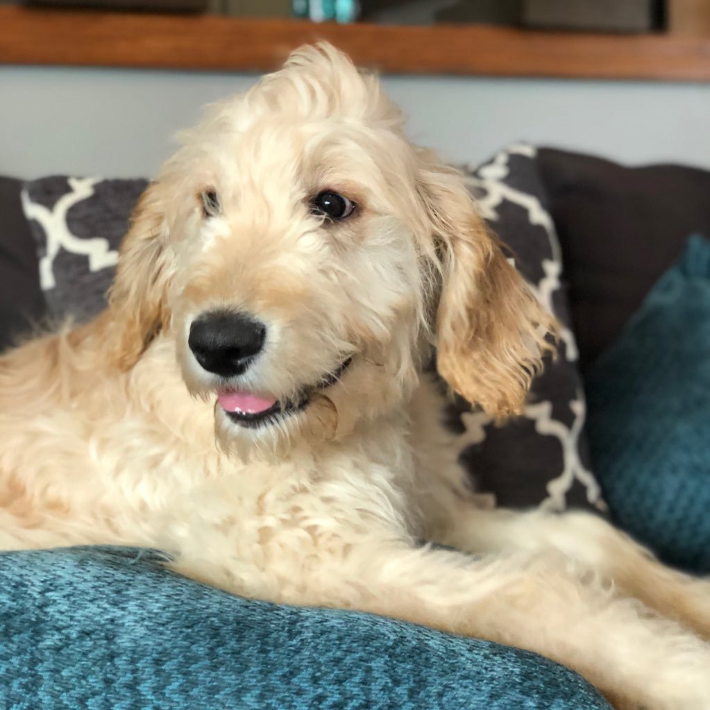 I am a goldendoodle. @BufferflyBrie is my mommy. I love to play, nap, eat, and chew Daddy's slippers. I love my home!