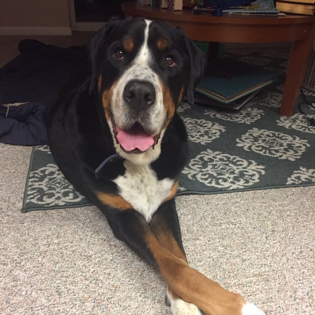 felling1331's profile picture. Making the best of every virtue and vice 🇺🇦