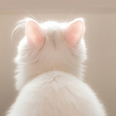 _CloudyPastels's profile picture. Rotten. Games. Art. Brat //  Twitchtv: JazminsPastels