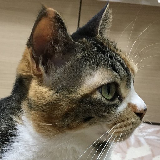 せっかくだから(冷ご飯)さんのプロフィール画像