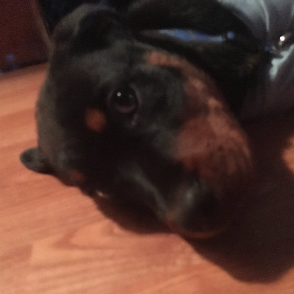 RottTecate's profile picture. I Like to eat,like to play,like to hang out with kids and play, and like to meet people.