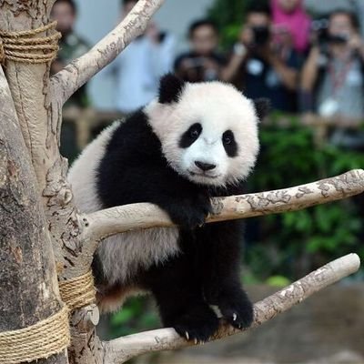 huzunlupanda7's profile picture. Rt
Fav
Yapılır