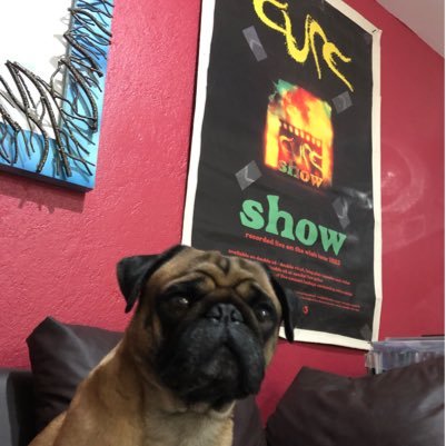 DexterElPug's profile picture. Pug Queretano, color bóxer ... un poco destructor y amante de dormir sin respirar debajo de las cobijas