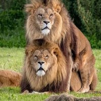 CAÇADOR DE VEIÃO (@cacadordeveiao) 's Twitter Profile
