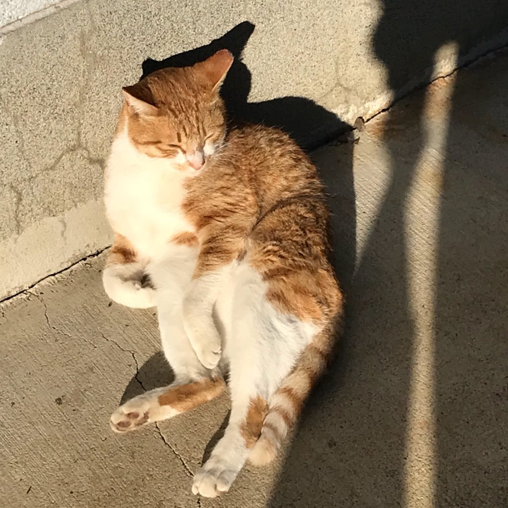 東海 医用生体 猫は正義 タウイタウイでのんびりと 酒(焼酎だけはなんか無理…)を愛してる 酒があればだいたいの事は流せる だがしかし、しばらくは禁酒です
