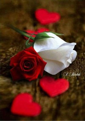 alaadee72940137's profile picture. احنا هلها