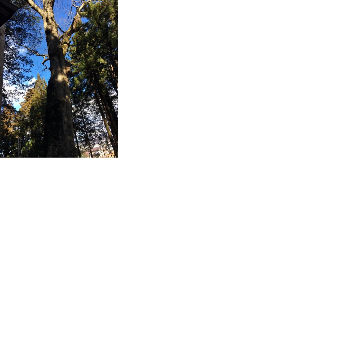 RADnQ's profile picture. 胃弱