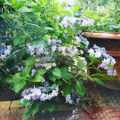 家猫さんのプロフィール画像