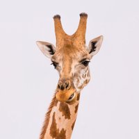 Entugga Safaris(@entuggasafaris) 's Twitter Profile Photo