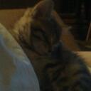 Shannon Willingham - @willinghamgrl - Twitter