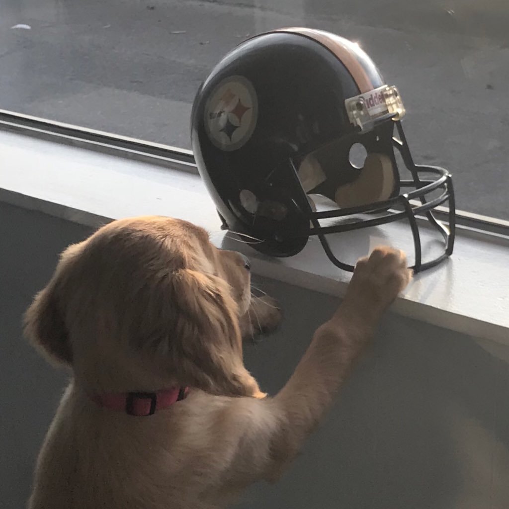 steelerswvugk's profile picture. Chase your dreams without hesitation.