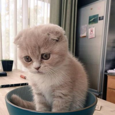 kate_notcat's profile picture. просто нию іноді