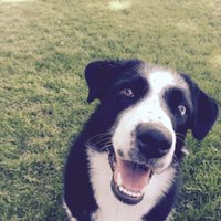 Kevin Rupp (@labratsr) 's Twitter Profile
