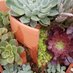 Donna Murillo (@maydaynursery) Twitter profile photo Donna Murillo (@maydaynursery) Twitter profile photo