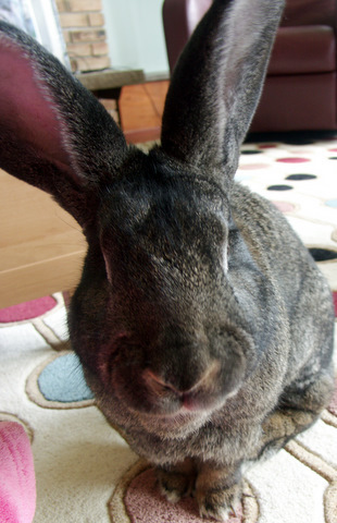 SQL Server Data Bizzle-Bunny Administrator. Carrot eater.  Giant Flemish Rabbit.