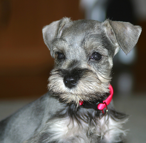 southernschnauz's profile picture. Miniature Schnauzers with sweet, loving dispositions and excellent health. Black, Black and Silver, and Salt and Pepper. AKC and CKC.