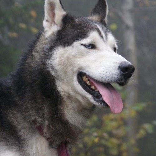 I'm a cool and sporty girl.
I'm 15 years old.
I like to listen to music.
I like dogs, wolves, foxes, and etc.
I like basketball and football too.