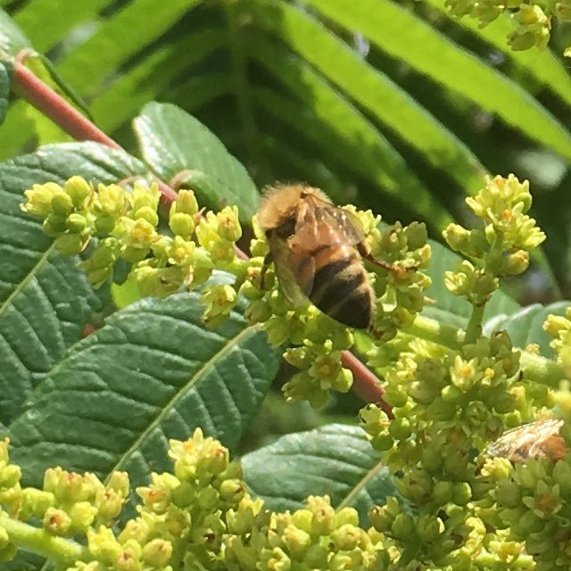 Follower of Christ, Beekeeper-Coy's Honey Farm,Inc. 3 wonderful kids and 1 awesome wife.