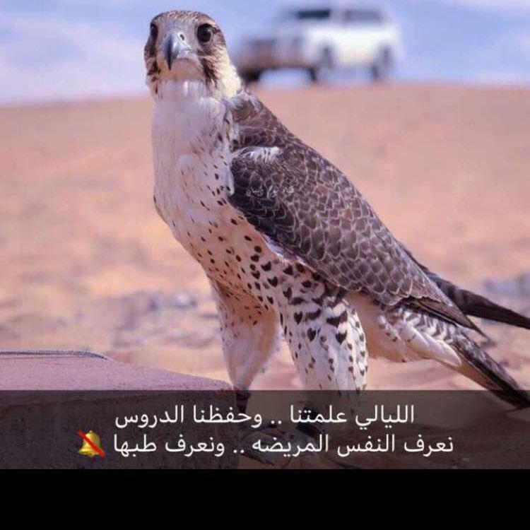 لـ ابن فطّيس : لاغبت عن عيني رح انشد غرامك تلقاك فـي قلبـي مقلّط و محشوم :)