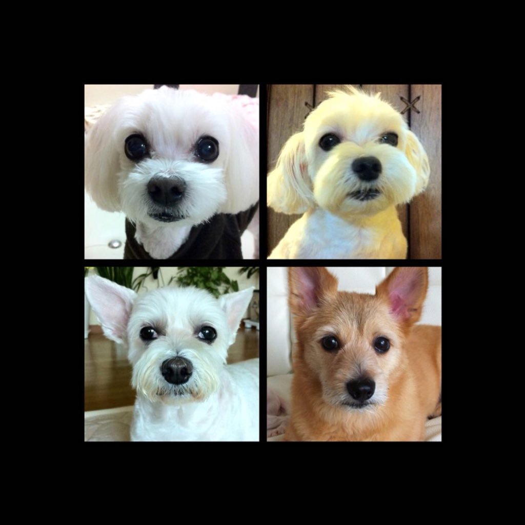 malgretous's profile picture. Saving a dog, won't change the world. But for the dog, the world changes forever. RT is an endorsement. #Girls_can_do_anything