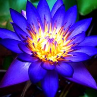 Blue Lotus(@James_P_Lotus) 's Twitter Profile Photo