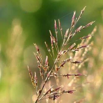 amme182542's profile picture. ชั้ลคิดถึงเทออยู่