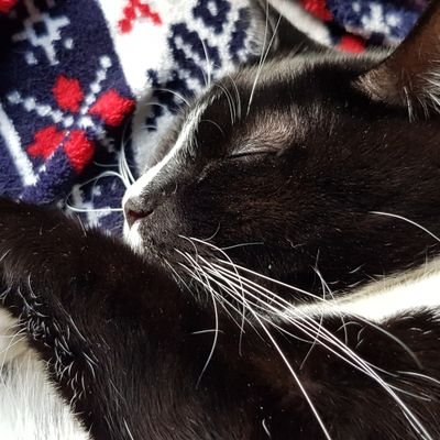 Magazine editor. Former Video Games critic, 'Professional' 'Writer'. Expert-level cat dad (Insta: epicfnerk). Opinions are my own, not yours.