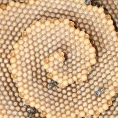 'If the 🐝 disappeared off the surface of the globe, then man would only have four years of life left.'
- Albert Einstein -