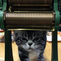 ぷむのり (@pumunory) Twitter profile photo