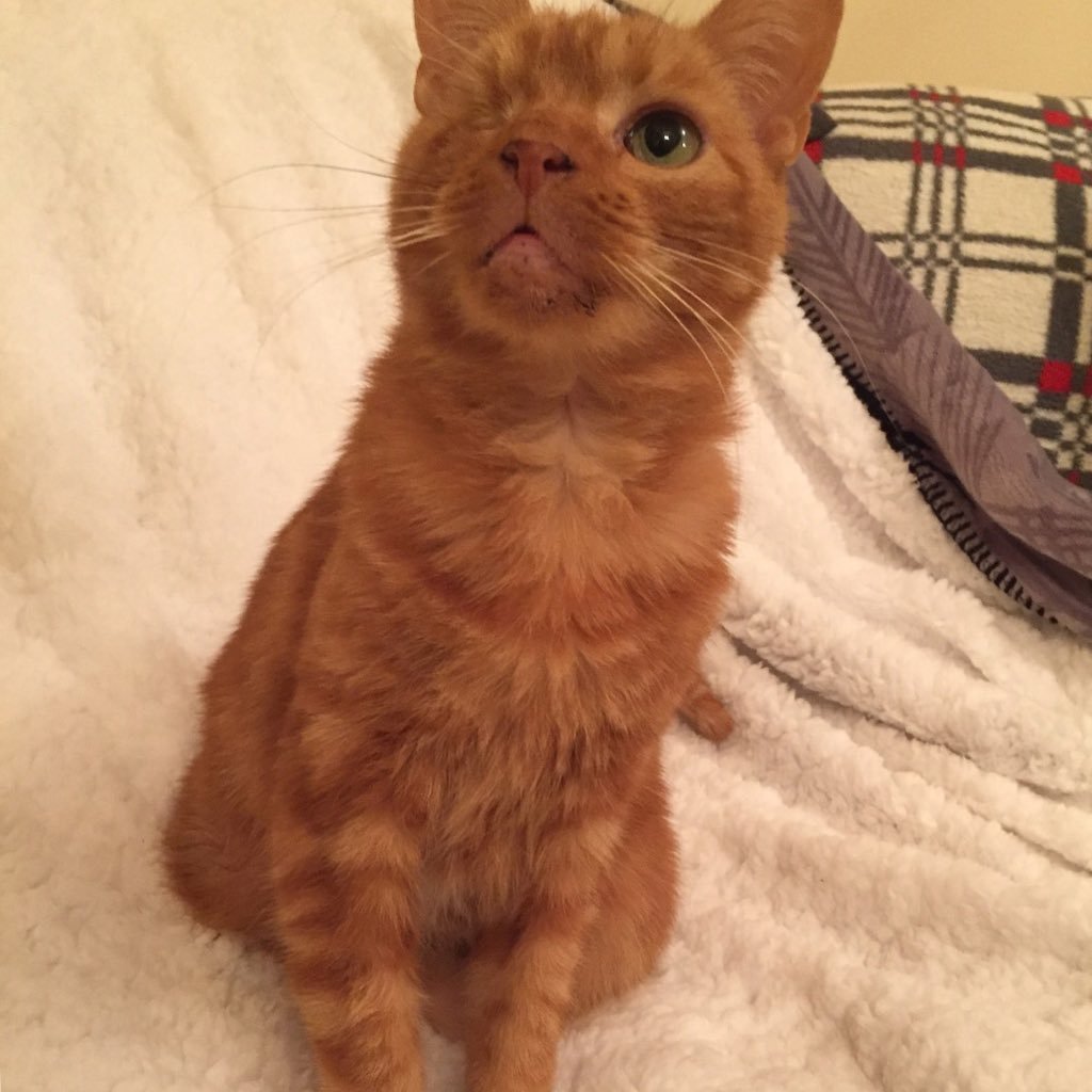 PetalPurr's profile picture. Im a kitty named petal im really girly love my sis mindy gone Otr. daisy, tiddles and my owner @eils22 i sleep on her shoulder my fav food is lilysKitchen