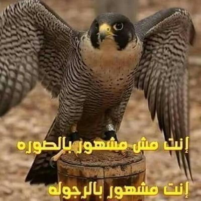 ‏انا  نفسي في سعوديه اتزوجها بدون شروط وتكون حلالي طول العمر وتكون الحاله الماديه ميثره لا يفرق معي العمر انا عمري 32 عام ليس معي اي فلوس