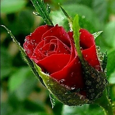 davidloveflow's profile picture. itsloveflower🌴🌴🌴🌴🌴