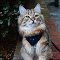 Hugo(@Hugothesiberian) 's Twitter Profile Photo