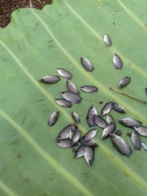 Akun Resmi Kelompok Pembudidaya Ikan Mina Makmur Bersama 
(+62)81332239881 wa®