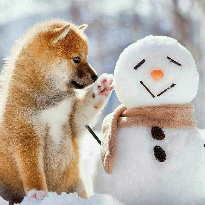 犬好きでいつも癒されてます🐶ちなみに小型犬🐶仮想通貨もやってます!無言フォローすいません😭仮想通貨,ICOの情報交換しましょう😳