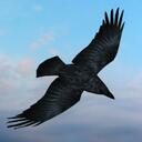 Kara Crow - @karacrow - Twitter