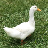 Sheng Huang (@shenghuang3) 's Twitter Profile