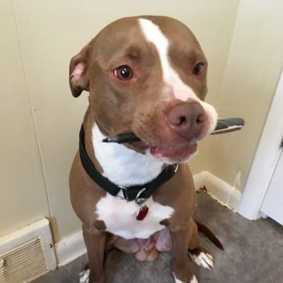 BimmerPuppy's profile picture. The only puppy with the ability to endorse his human, sign a petition for his human who has NO common sense and is FULL of nonsense.