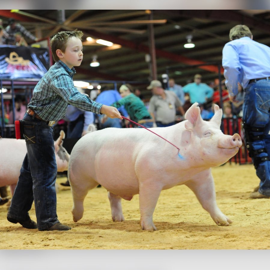 stockshowsonly's profile picture. FFA & STOCK SHOWS