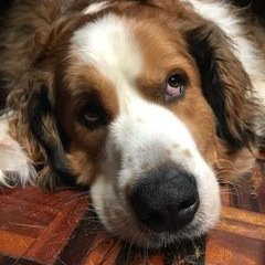 I am a PhD educator and work as a CPA/RIA wealth manager. I am currently performing research pertaining to dog cognition and how it might help in finance.