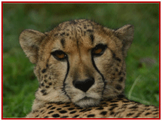 Corbet_park's profile picture. we are Travel Agent Based in Delhi.we are specialized in wildlife Tourism and Adventure Tourism