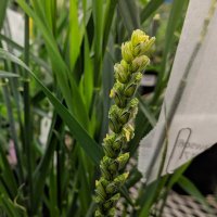 UofG Wheat Breeding (@wheatbreeding) Twitter profile photo