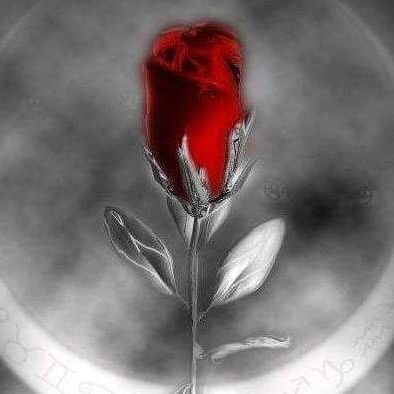 anyadriel's profile picture.