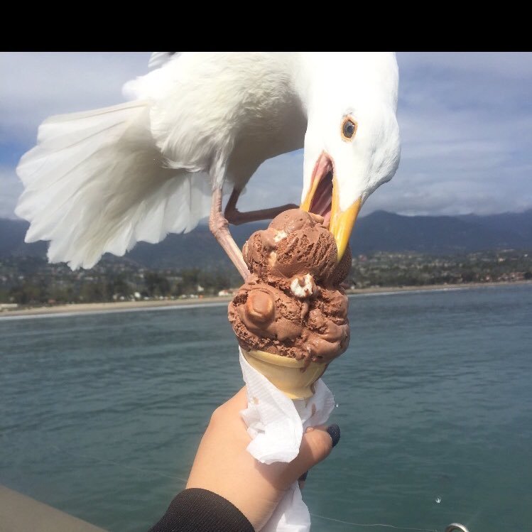 I like birds and ice cream.