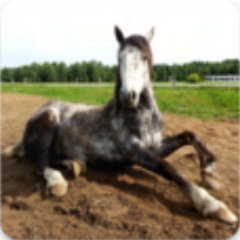 I tweet one horse related quote every day, for the amazing users of Beautiful Horse Wallpapers, an Android app available free on Google Play.