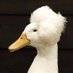Musicology Duck (@MusicologyDuck) Twitter profile photo